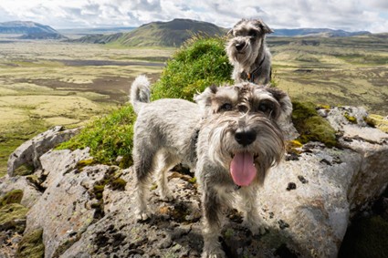 Aceite en la dieta de los perros