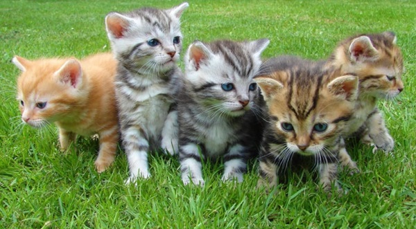 Aceite de salmòn para gatos de Aninatura