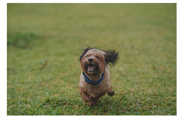 Alimentación especial para perros cachorros o seniors