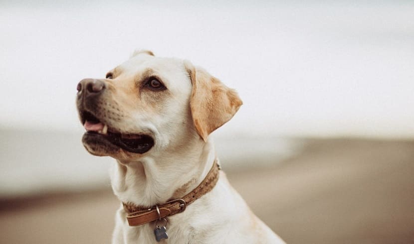 Alimentación natural para perros