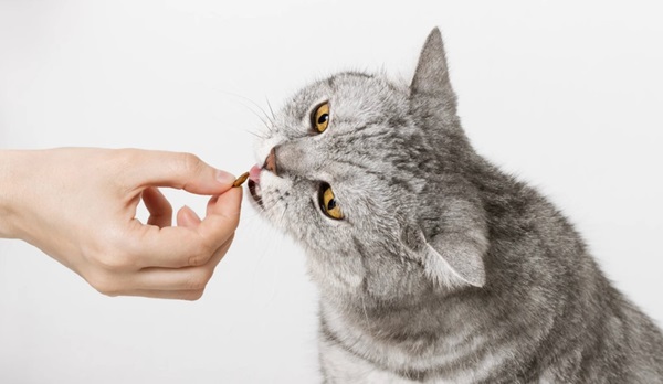 beneficios del aceite de salmón en los gatos