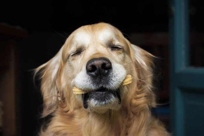 Beneficios de los premios en el adiestramiento canino