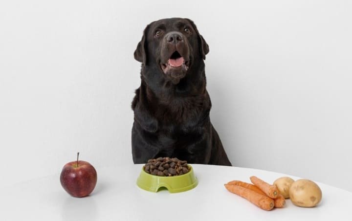cambio de dieta en perros