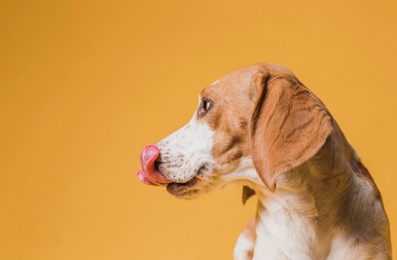 casos especiales en los perros