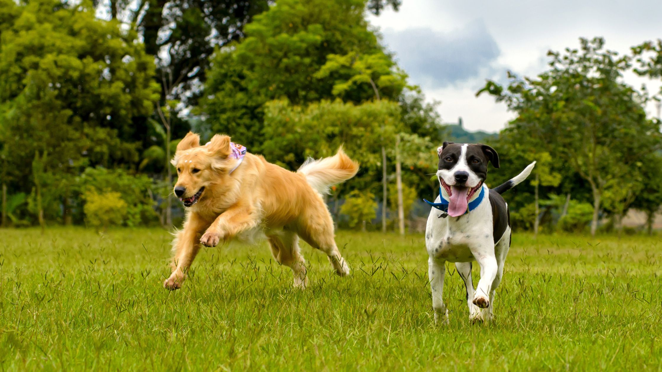 Dos perros corriendo en el pasto