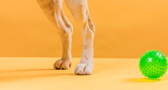 Condroprotectores en los perros