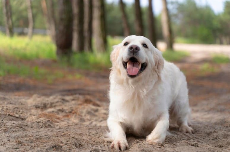 Contraindicaciones del aceite de salmón en los perros