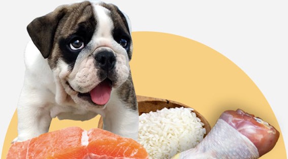 La dieta BARF es buena para mi perro