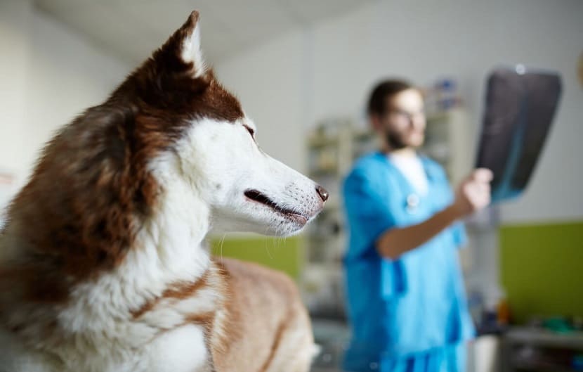 dieta canina veterinario