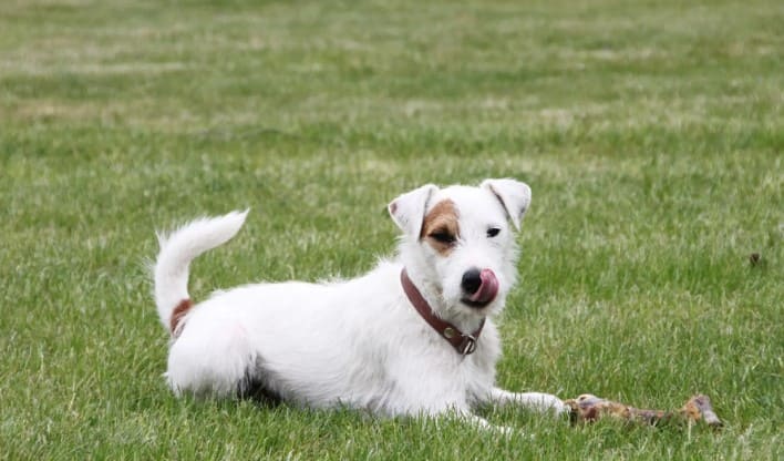 estimular los comportamientos positivos de los perros