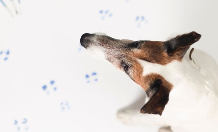 factores que dañan la microbiota intestinal