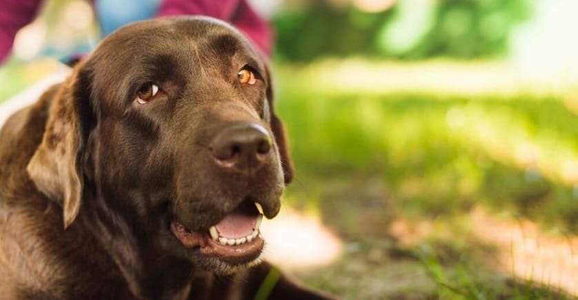 Para qué sirve el aceite de salmón en los perros