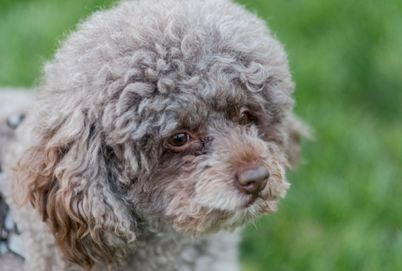 problemas de pelo y piel en los perros