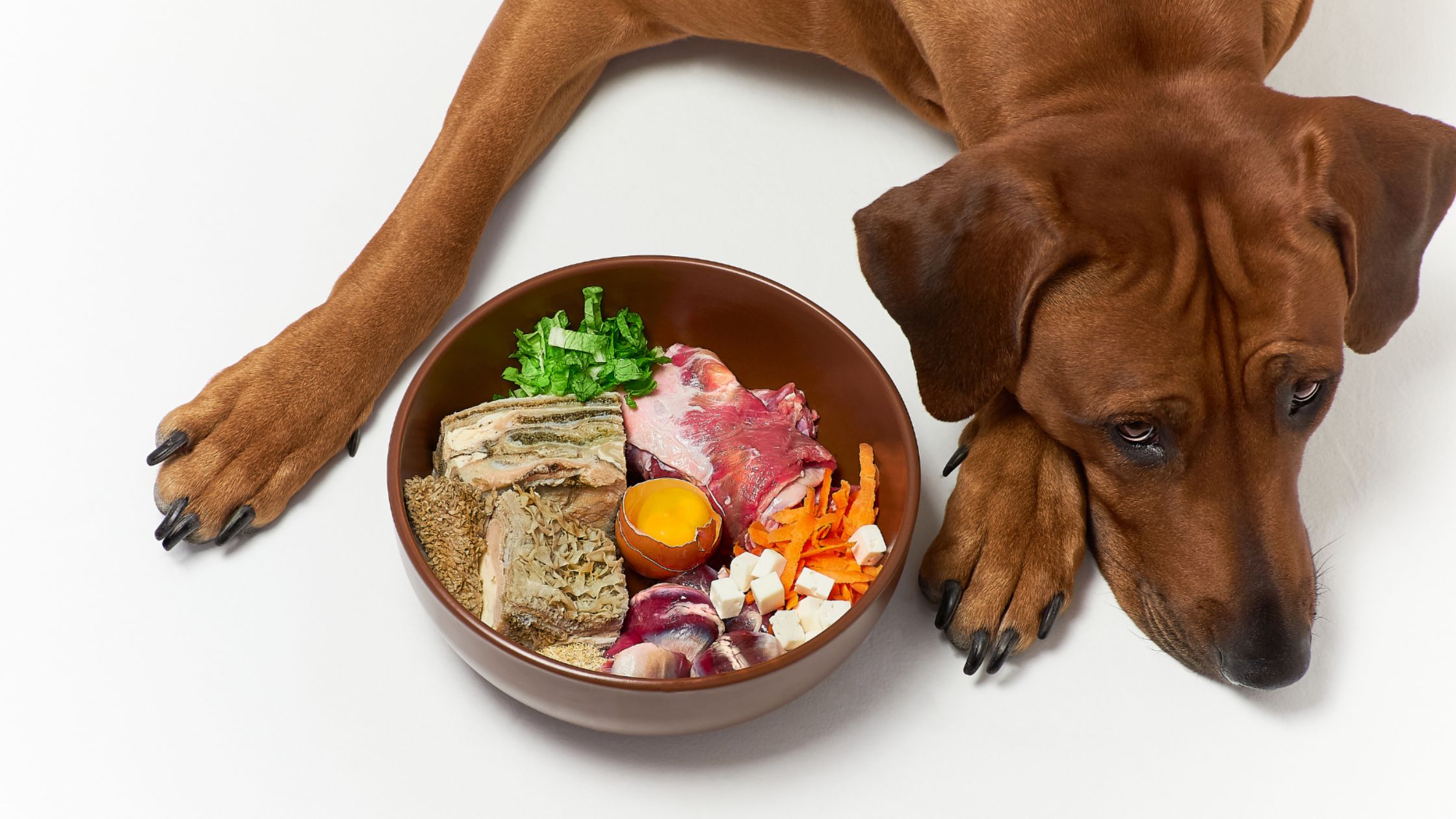 Perro con comida natural con proteinas