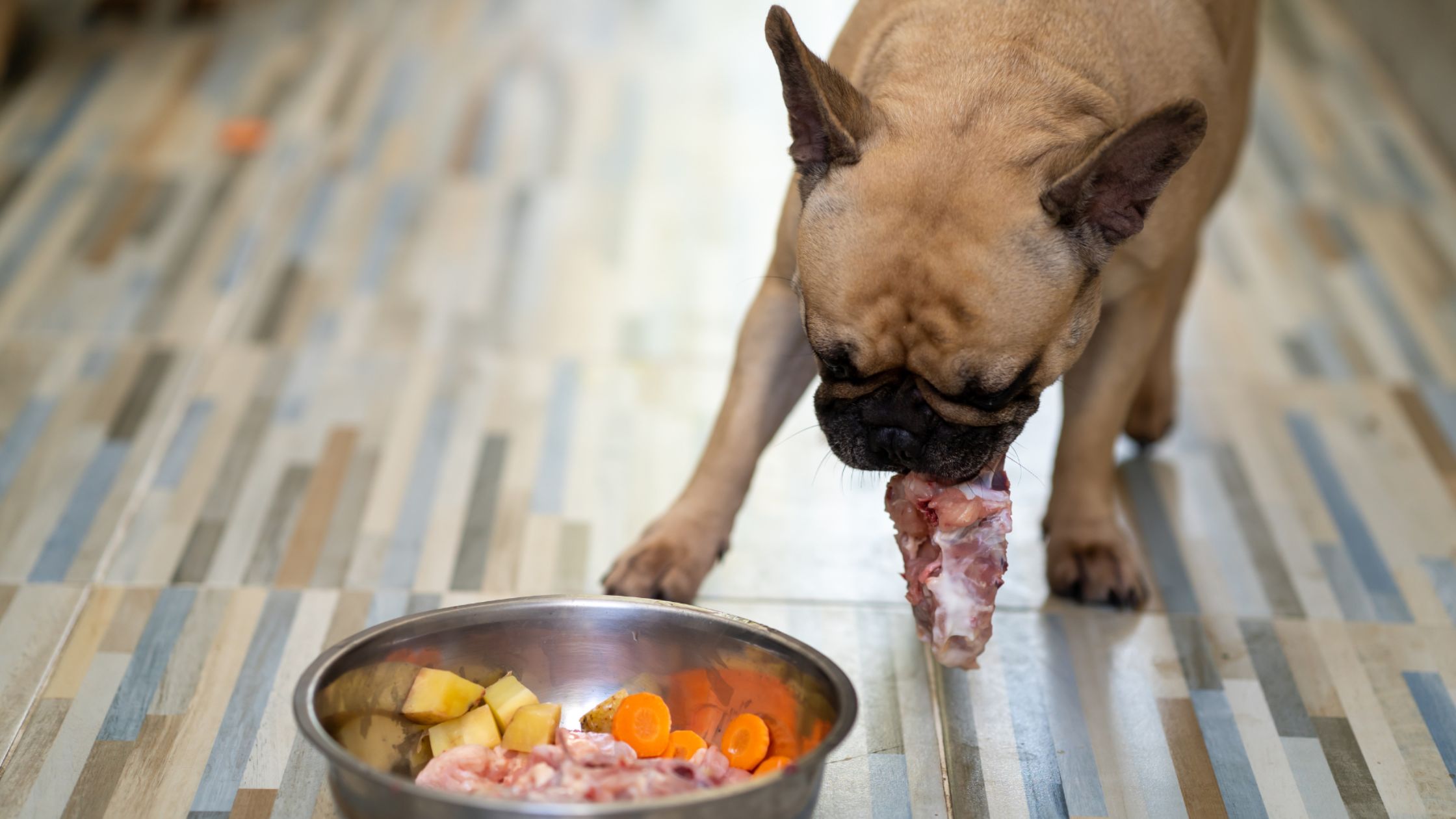 perro cimiendo un oedazo de carne cruda
