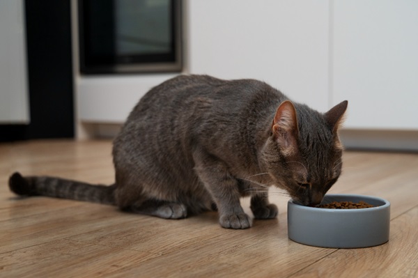 Qué es el aceite de salmón para los gatos