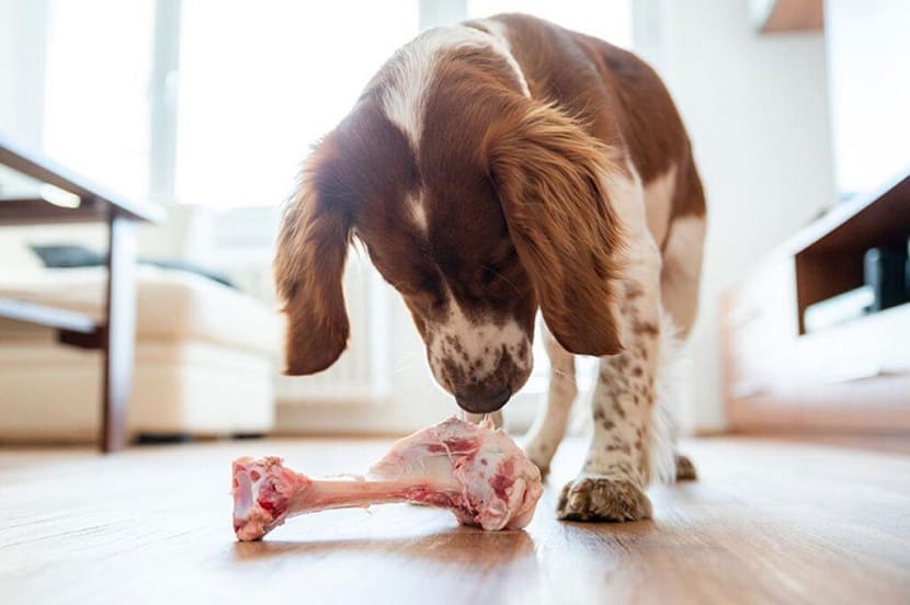 Sensibilidades alimentarias en perros