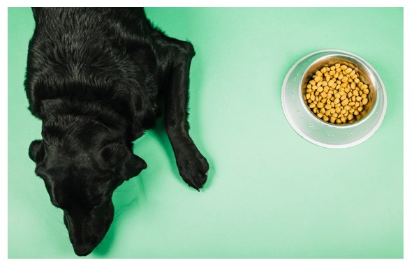 Síntomas de alergias alimentarias en los perros