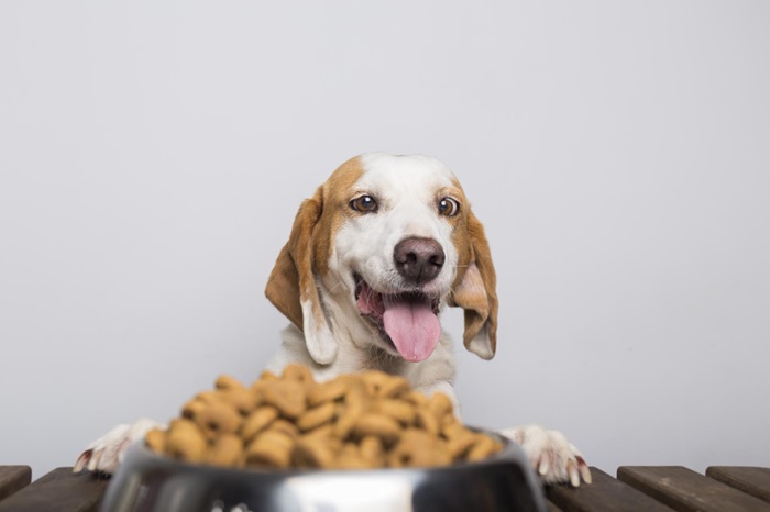 Tipos de premios para perros