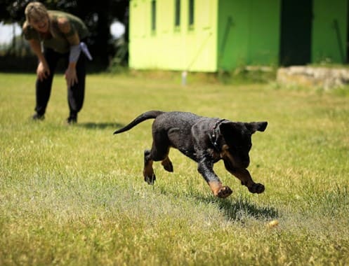 ventajas del colágeno para los perros