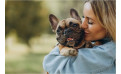 Beneficios del aceite de salmón para perros