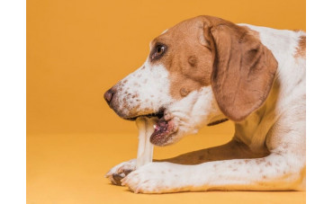 Mejores huesos para perros