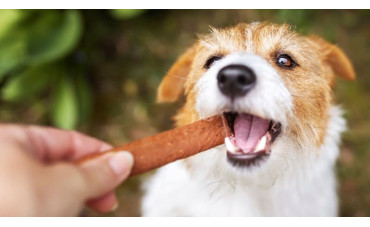 Qué snack necesita tu perro