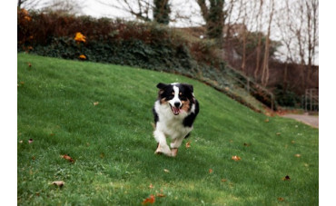 Por qué tu perro necesita colágeno