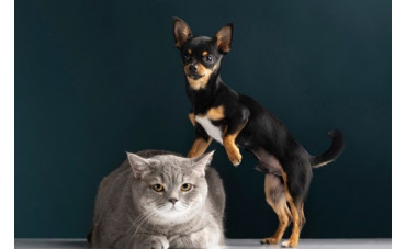 Importancia de la biotina en la salud animal