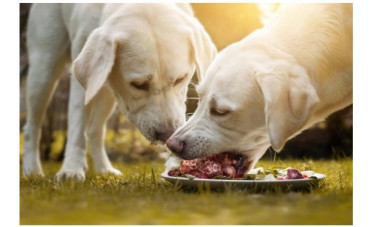 Qué son los snacks de cuellos de pollo