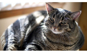 Alimentos dietéticos para gatos con sobrepeso