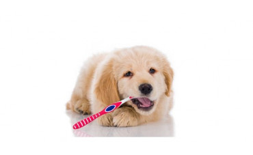 Salud dental para tu perro con astas de ciervo