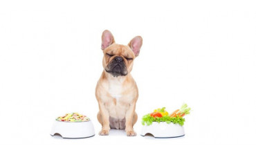 Nutrición biológica para perros