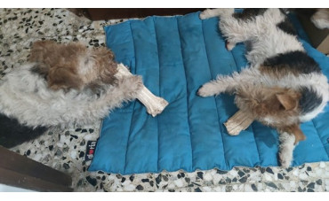 Beneficios de los huesos para perros