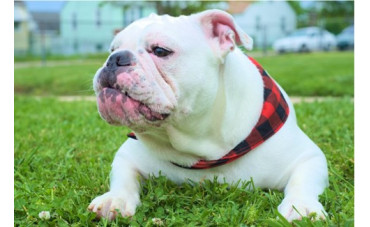 Alimentación dietética para perros con sobrepeso