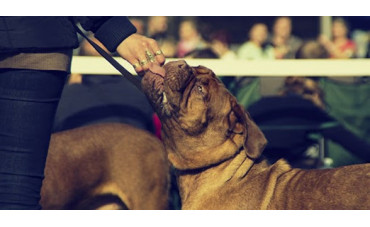 Beneficios de los condroprotectores para perros