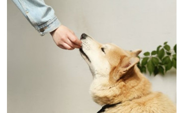 Los mejores complementos alimenticios para perros