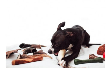 Qué son los cuernos naturales para perros 