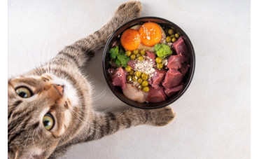 Los mejores complementos alimenticios para gatos