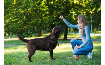 Cómo introducir premios y recompensas en el entrenamiento
