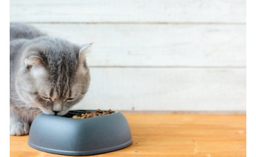 Aceite de salmón para gatos