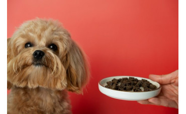 Cómo afectan las intolerancias alimentarias a los perros