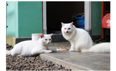 Qué snack natural puede tomar un gato