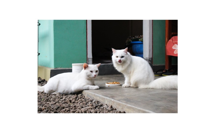 Qué snack natural puede tomar un gato Qué snack natural puede tomar un gato