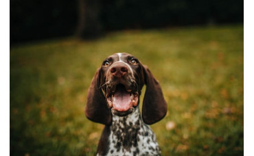 Guía de snacks dentales para perros