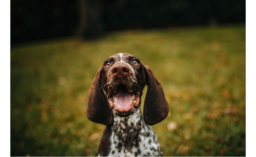 Guía de snacks dentales para perros Guía de snacks dentales para perros