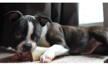 ¿Son seguros los huesos blancos para perros?