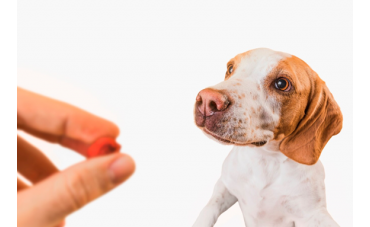 Qué son los complementos alimenticios y cuándo debe tomarlos tu mascota