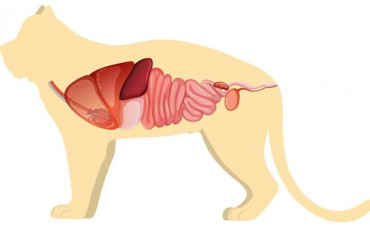 Microbiota intestinal en perros