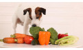 Verduras buenas para perros: alimentos naturales que sí pueden comer